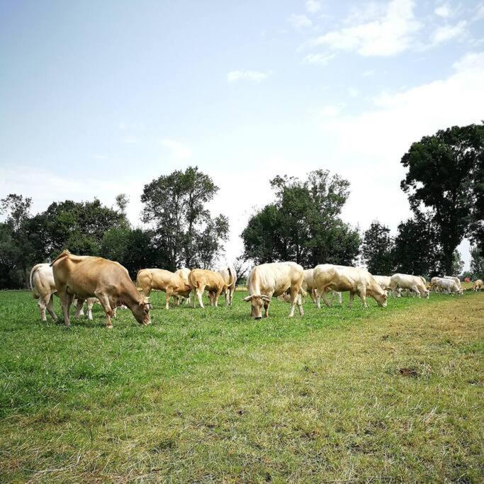 Gite A La Ferme De La Bouriette Revel  Dış mekan fotoğraf